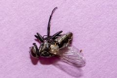 Musca vetustissima