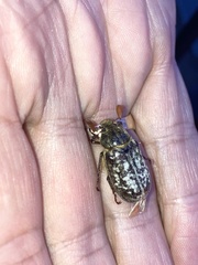 Polyphylla variolosa