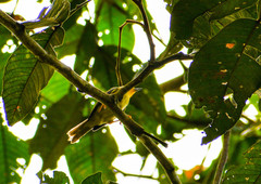 Metopothrix aurantiaca