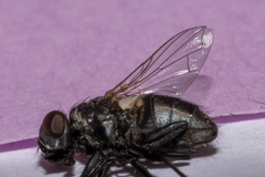Musca vetustissima