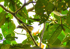 Metopothrix aurantiaca