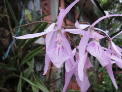 Encyclia adenocaula