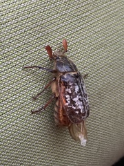 Polyphylla variolosa