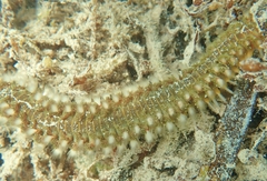 Hermodice carunculata