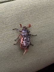 Polyphylla variolosa