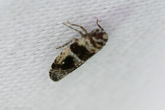Catonia texana