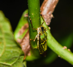 Raphirhinus phosphoreus