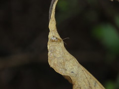 Systena nigroplagiata