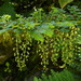 Coriaria thymifolia - Photo (c) Andreas Kay, algunos derechos reservados (CC BY-NC-SA)