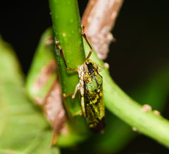 Raphirhinus phosphoreus