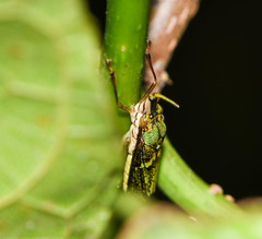 Raphirhinus phosphoreus