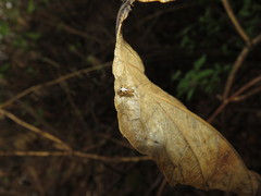 Systena nigroplagiata