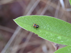 Griburius albilabris