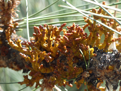 Arceuthobium vaginatum cryptopodum