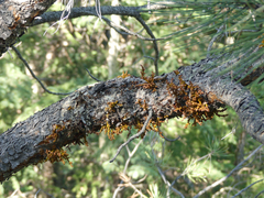 Arceuthobium vaginatum cryptopodum