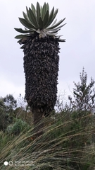 Espeletia pycnophylla