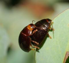Paropsisterna rufipes