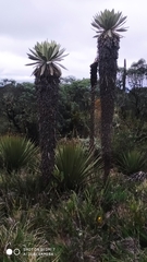 Espeletia pycnophylla