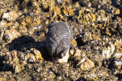 Acanthinucella