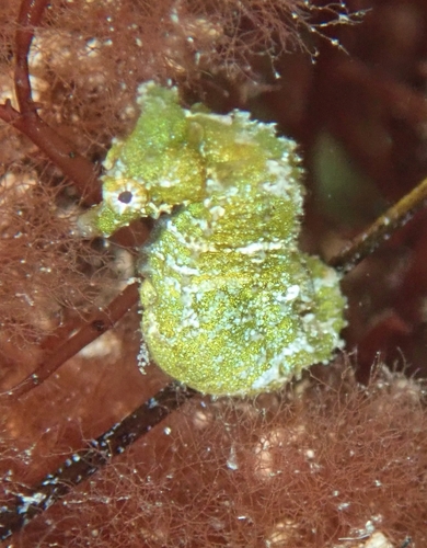 Dwarf Seahorse (Hippocampus zosterae), a species recorded in Florida