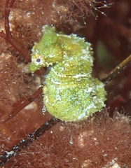 Hippocampus zosterae