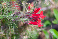 Gambelia