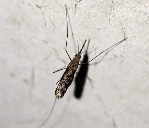 Anopheles crucians photo 4