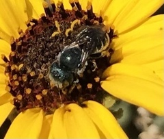Osmia coloradensis