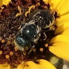 Osmia coloradensis