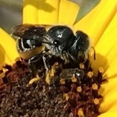 Osmia coloradensis