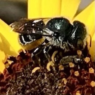 Osmia coloradensis