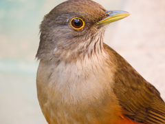 Turdus rufiventris