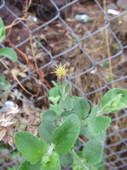 Brickellia paniculata