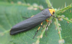 Gnamptonychia ventralis