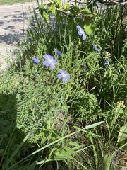 Linum