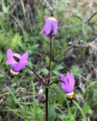 Primula pauciflora pauciflora