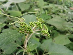 Magnoliopsida