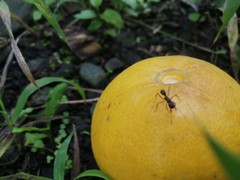 Formicidae