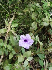 Ruellia tuberosa
