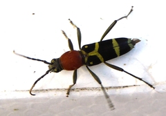 Chlorophorus rubricollis