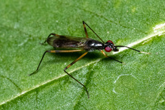 Rainieria antennaepes