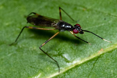 Rainieria antennaepes