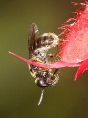 Halictus