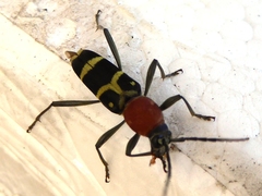 Chlorophorus rubricollis