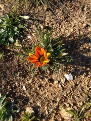 Gazania linearis