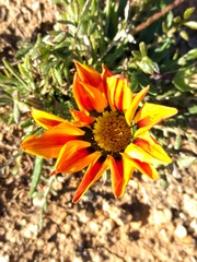 Gazania linearis