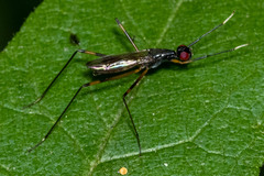 Rainieria antennaepes