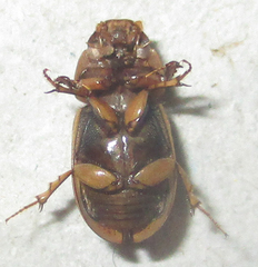 Neocalaphodius moestus
