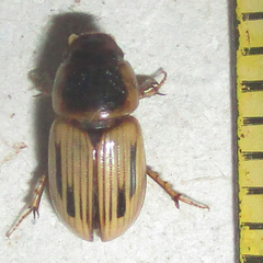 Neocalaphodius moestus