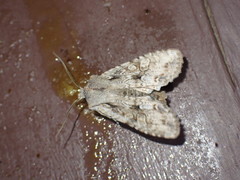Lithophane disposita